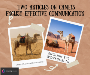 Two Articles on Camels – English Effective Communication