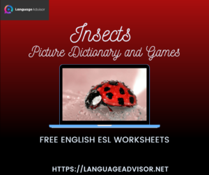 Insects – Worksheets on Vocabulary