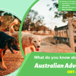 Oxford Reading Tree PPTs: Australian Adventure