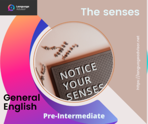 The senses – General English