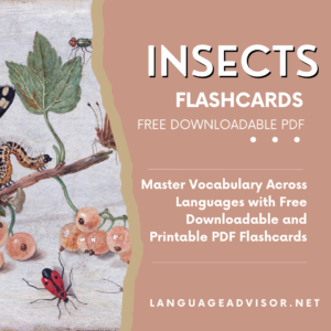 Insects – Flashcards