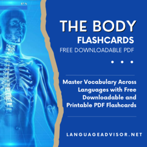 The Body – Flashcards